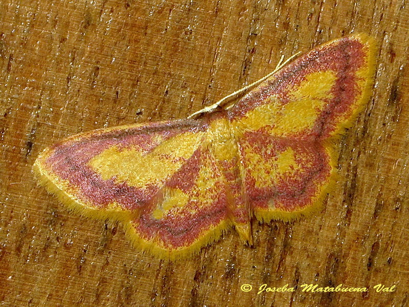 Idaea muricata